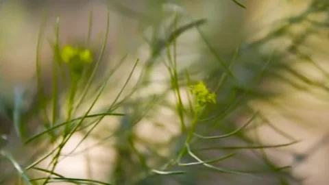 Ts Aubrey Kate Flower beauties