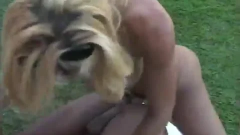 Anything Goes With This slutty Ladyboy - Macho man video