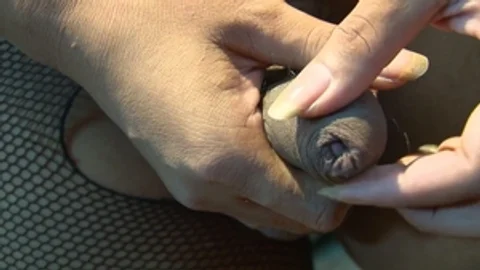 third world media movies: Satisfying The She-Male Hunger